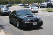 Black Mustang